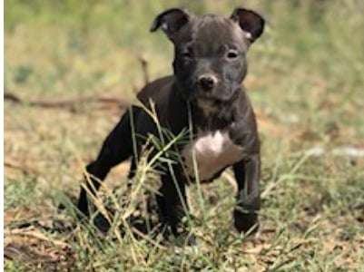 Chiots American Staffordshire Terrier non-LOF à réserver