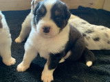 Chiots Bergers Australiens de pure race à vendre