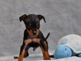 Chiot Pinscher Nain LOF à vendre