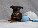 Chiot Pinscher Nain LOF à vendre