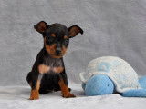 Chiot Pinscher Nain LOF à vendre