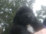 Impressionnants chiots Terre-Neuve, LOF, disponibles immédiatement