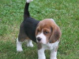 Attendrissant chiot mâle Beagle tricolore à réserver pour le 10/10/2021