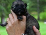 Chiots Spitz Allemand à réserver