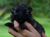 Chiots Spitz Allemand à réserver