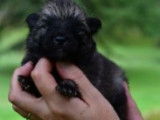 Chiots Spitz Allemand à réserver