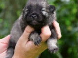 Chiots Spitz Allemand à réserver