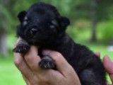 Chiots Spitz Allemand à réserver