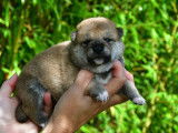 Chiots Shiba Inu LOF &agrave; r&eacute;server