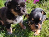 Chiots Chihuahua non-LOF à vendre
