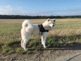 Akita Inu blanc à donner