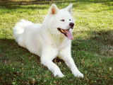Akita Inu blanc à donner