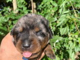 Chiots Berger de Beauce LOF à réserver
