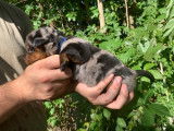 Chiots Berger de Beauce LOF à réserver