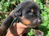 Chiots Berger de Beauce LOF à réserver