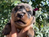 Chiots Berger de Beauce LOF à réserver