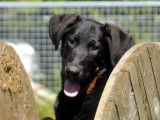 Chiots Berger de Beauce LOF à réserver