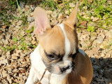 Chiots Bouledogue Français LOF