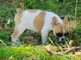 Chiots Bouledogue Français LOF