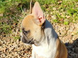 Chiots Bouledogue Français LOF