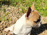 Chiots Bouledogue Français LOF