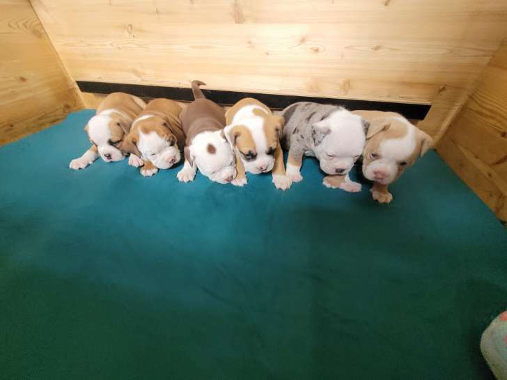 Adorables chiots Old English Bulldog à vendre