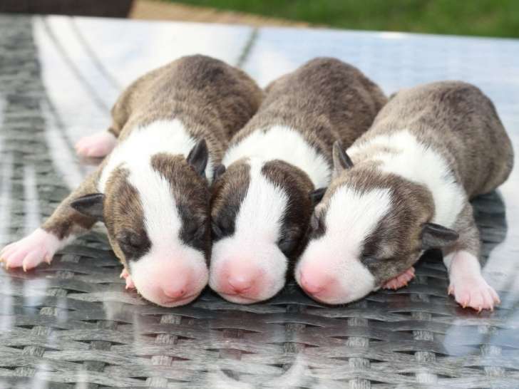 Malicieux chiots mâles Bull Terriers Miniatures, LOF, disponibles dès le 3 novembre 2021