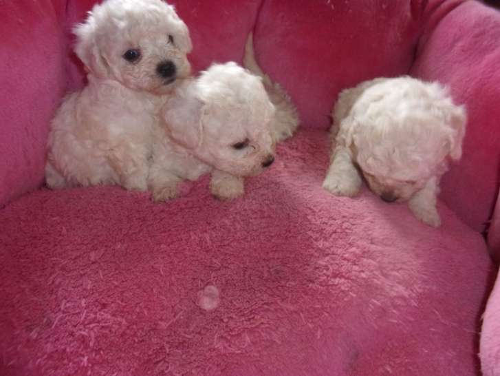 Splendide Chiot Bichon Frise Male Blanc Lof A Vendre Petite Annonce Chien