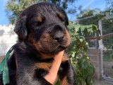 Remarquables chiots Beaucerons LOF à vendre