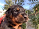 Remarquables chiots Beaucerons LOF à vendre