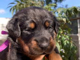 Remarquables chiots Beaucerons LOF à vendre