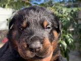 Remarquables chiots Beaucerons LOF à vendre
