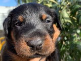 Remarquables chiots Beaucerons LOF à vendre