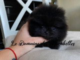 Magnifique Spitz Pom&eacute;ranien noir de pure race &agrave; vendre