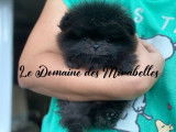 Magnifique Spitz Pom&eacute;ranien noir de pure race &agrave; vendre