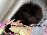 Magnifique Spitz Pom&eacute;ranien noir de pure race &agrave; vendre