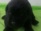 Chiots Labrador Retriever noirs LOF à réserver