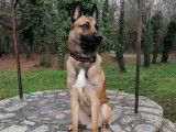 Berger Belge Malinois LOF disponible pour saillie