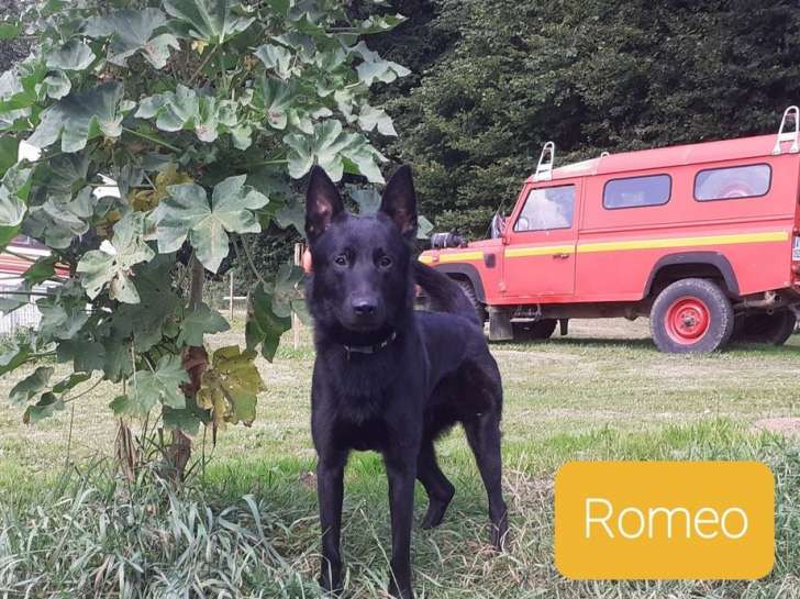 A adopter : Roméo, un mâle de type Berger Belge, noir et âgé d'un an