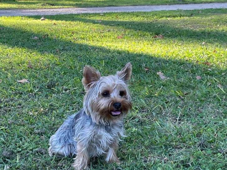 Femelle Yorkshire Terrier LOF disponible pour saillie
