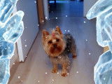 Femelle Yorkshire Terrier LOF disponible pour saillie
