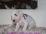 Chiots Dogo Argentino LOF à vendre
