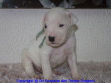 Chiots Dogo Argentino LOF à vendre