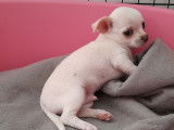 À réserver chiot Chihuahua mâle non-LOF avec robe blanche et reflet beige