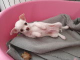 À réserver chiot Chihuahua mâle non-LOF avec robe blanche et reflet beige