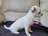 À réserver chiot Chihuahua mâle non-LOF avec robe blanche et reflet beige