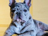 Bouledogue Français silver merle pour saillie