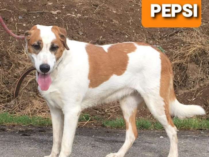 A  adopter : Pepsy, femelle de type Labrador, blanche et marron, âgée d'environ trois ans