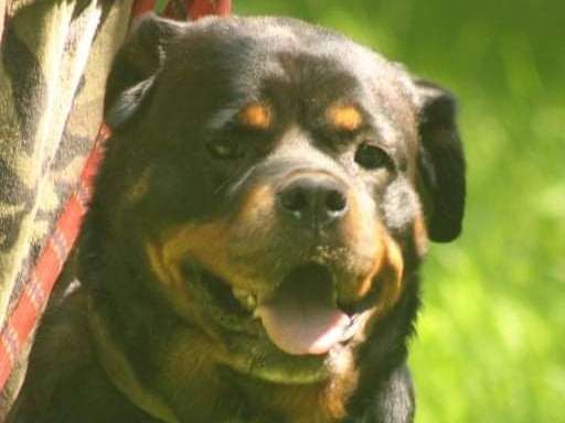 A adopter : Preska, femelle Rottweiler âgée de 5 ans