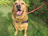 Mâle adulte de type Labrador Retriever robe rouanne 5 ans à adopter
